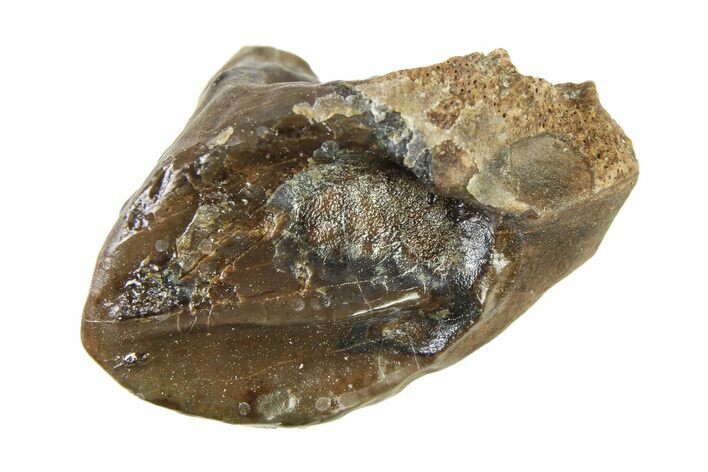 Partially Rooted Fossil Dinosaur (Triceratops) Tooth - Montana #338654